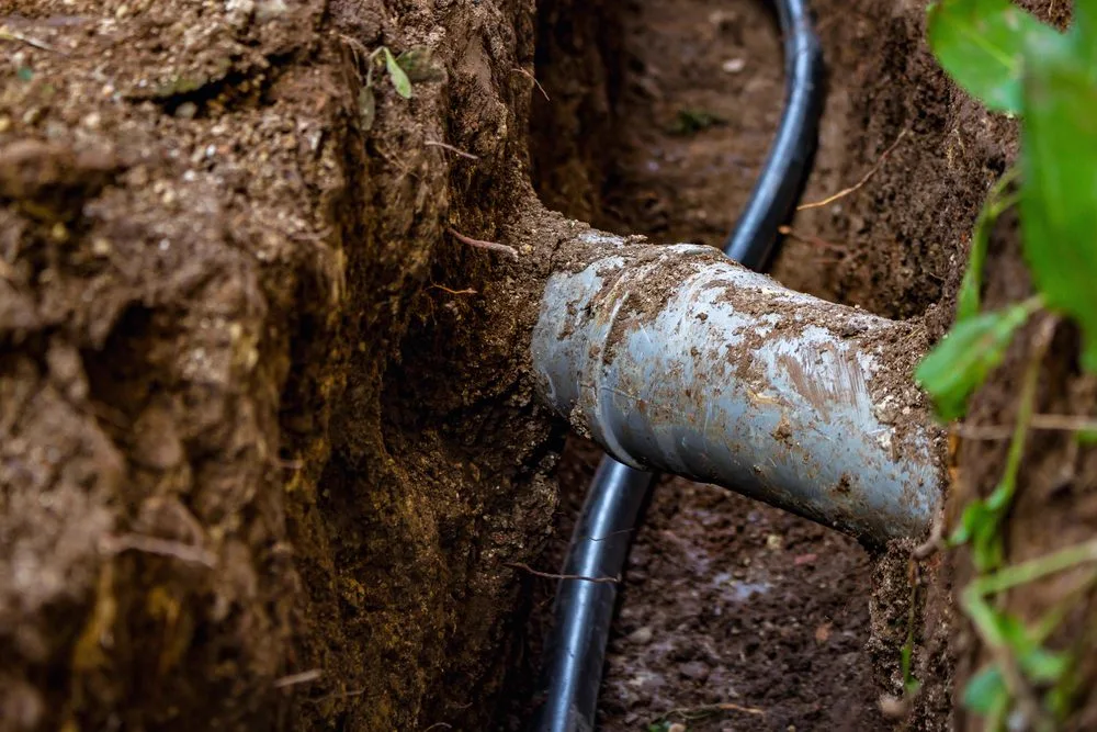 Tree root intrusion wrapped around a sewer drain pipe dug out of the soil